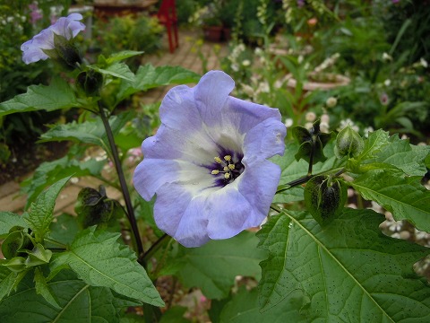 c0117007_221483.jpg