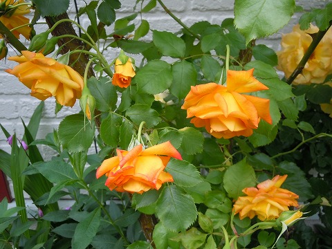 c0117007_2233287.jpg
