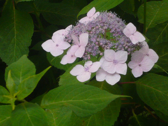 e0026017_1458585.jpg