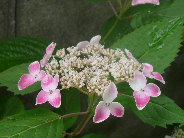 e0026017_1459299.jpg