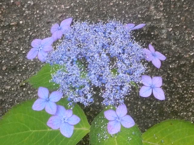 e0026017_145957100.jpg