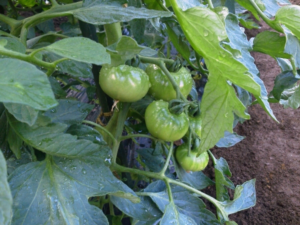 c0246826_730751.jpg
