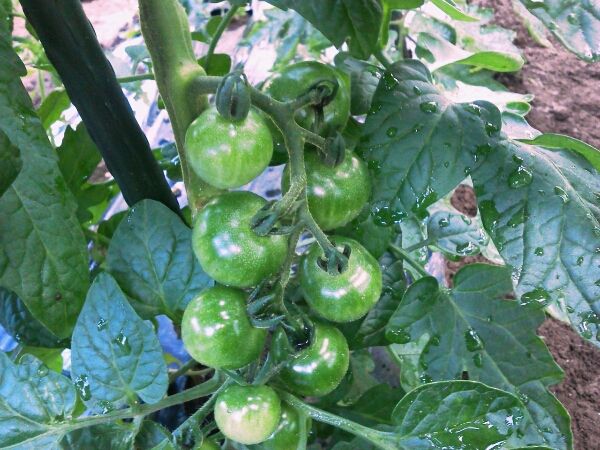 c0246826_7315671.jpg
