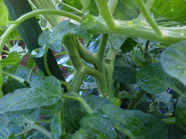 c0246826_7345210.jpg