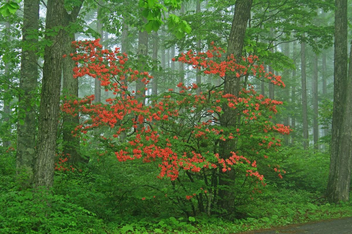 c0104227_1027667.jpg