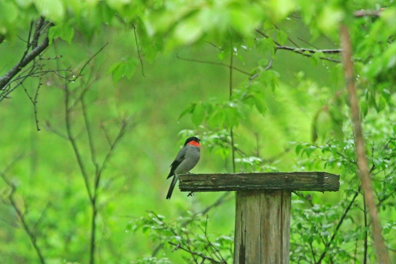 c0104227_11425011.jpg