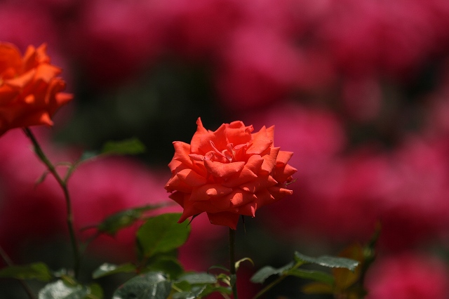 a0242438_19394788.jpg