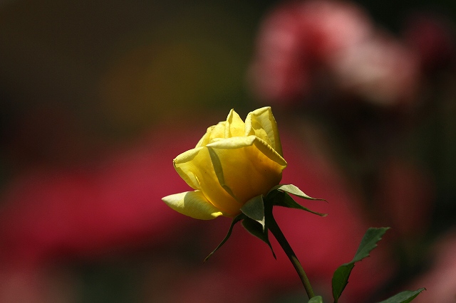 a0242438_19395760.jpg