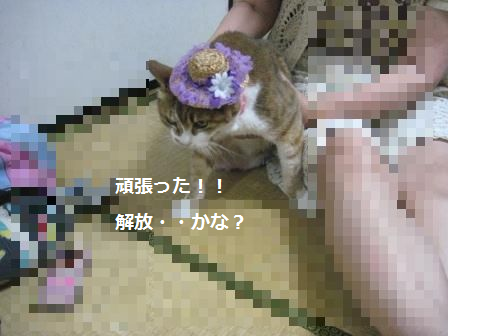 e0255638_15363641.png