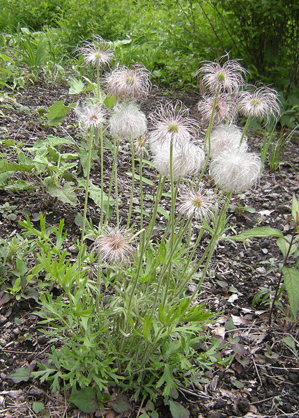 a0001354_2323958.gif