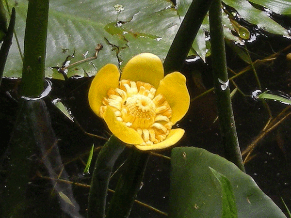 a0001354_2351184.gif