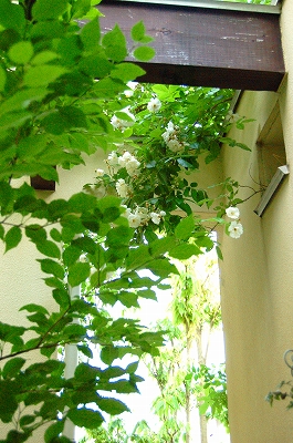 e0025655_5265350.jpg