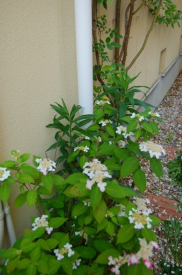 e0025655_5303589.jpg