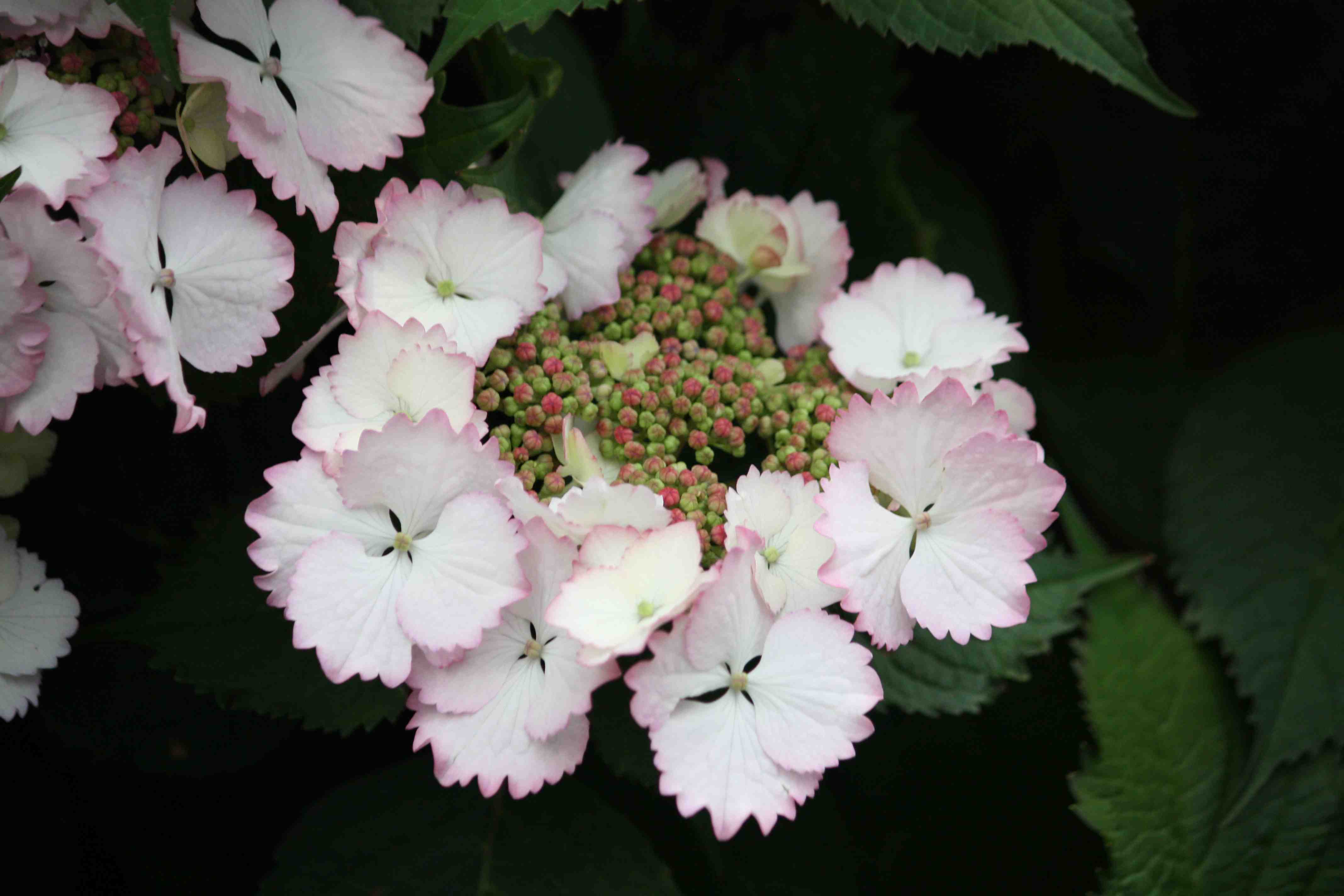 f0233356_7324114.jpg