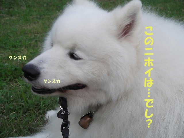 e0176159_11512382.jpg