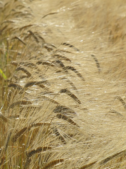 b0183566_133046100.jpg