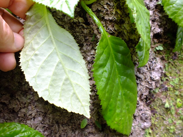 e0145782_181892.jpg