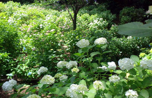 d0099791_23123218.jpg