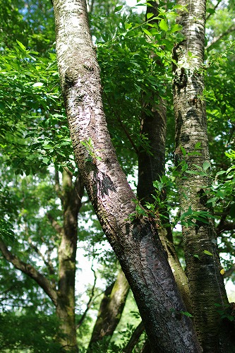 b0119493_18461852.jpg