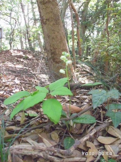 e0025300_13511192.jpg