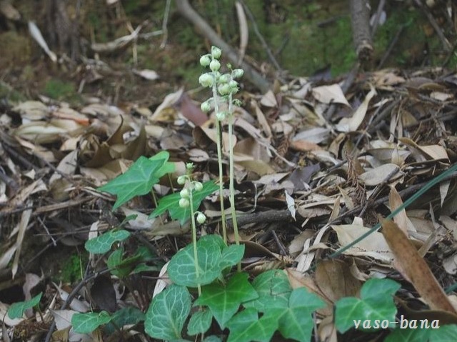 e0025300_1405466.jpg