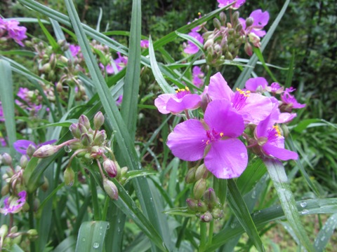 e0033301_11185473.jpg