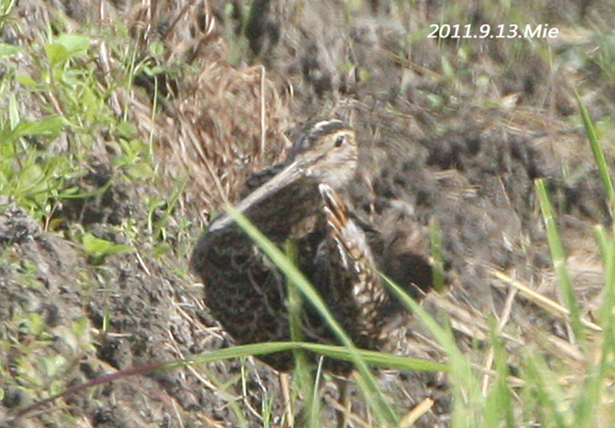 f0181821_171174.jpg