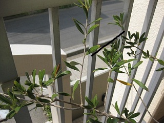 b0116933_1148379.jpg
