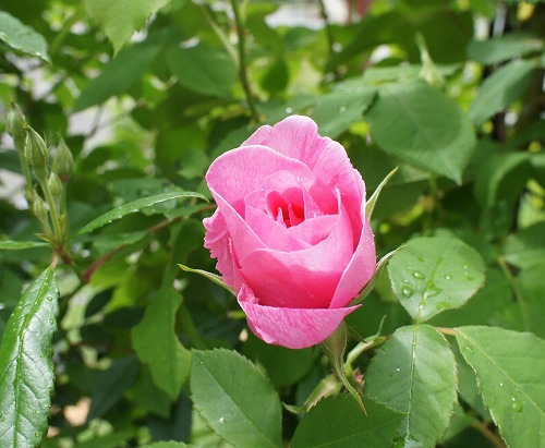 f0205733_101065.jpg