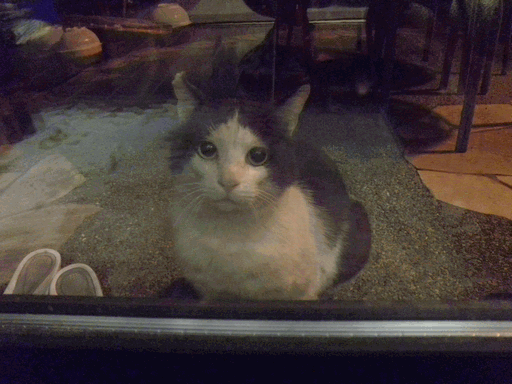 c0136736_20193929.gif