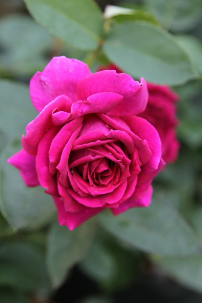 a0258549_21395469.jpg