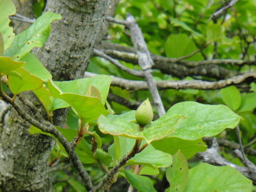 c0179351_1135276.jpg