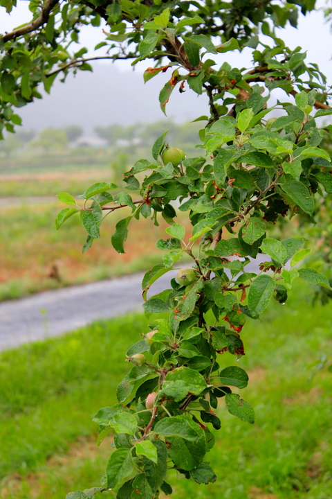 a0248459_19401110.jpg