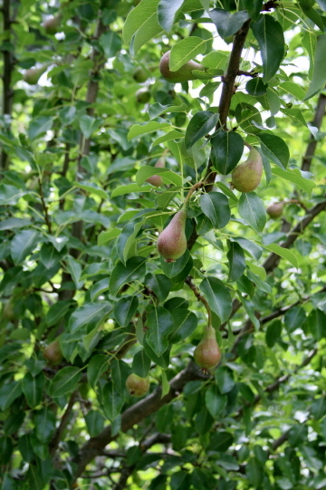 f0077159_225628.jpg