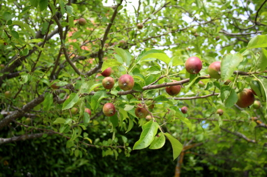 f0077159_226221.jpg
