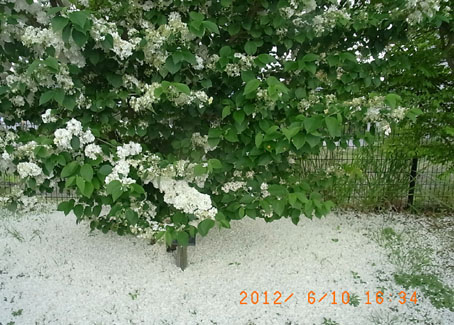 b0075364_23284580.jpg