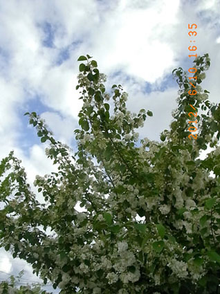 b0075364_23284756.jpg