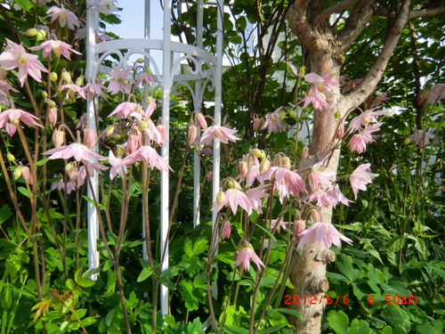 c0078586_726342.jpg