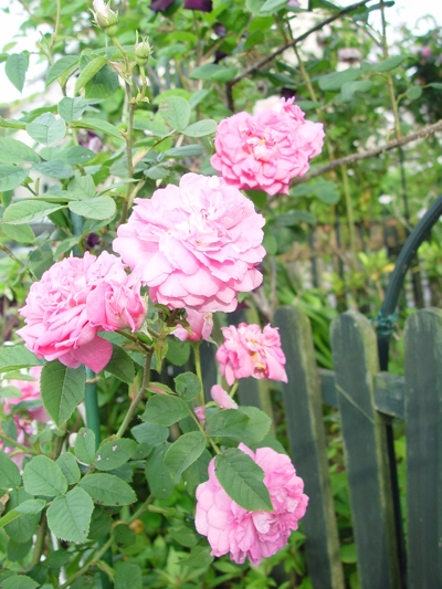 d0050399_930349.jpg