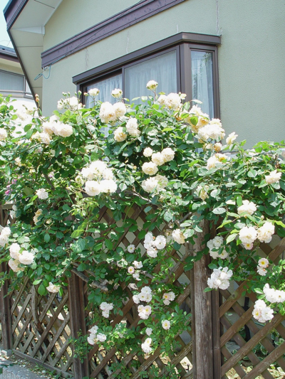 d0050399_93333100.jpg