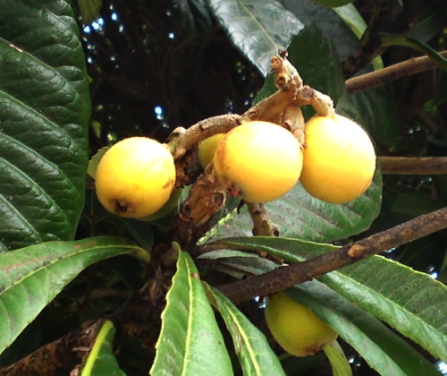 a0031000_1171035.jpg