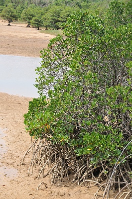 a0182241_21593690.jpg