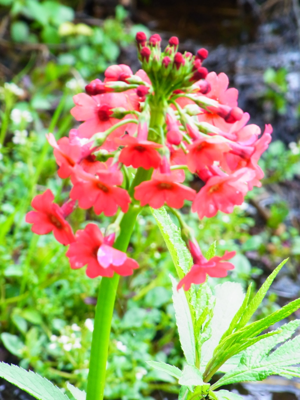 b0190242_18374799.jpg