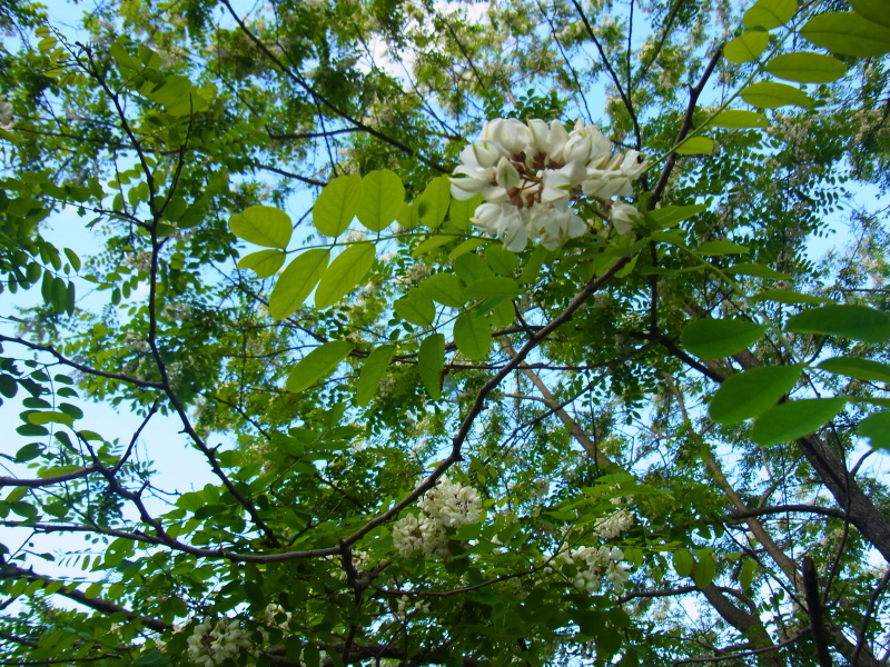 b0190242_1840535.jpg