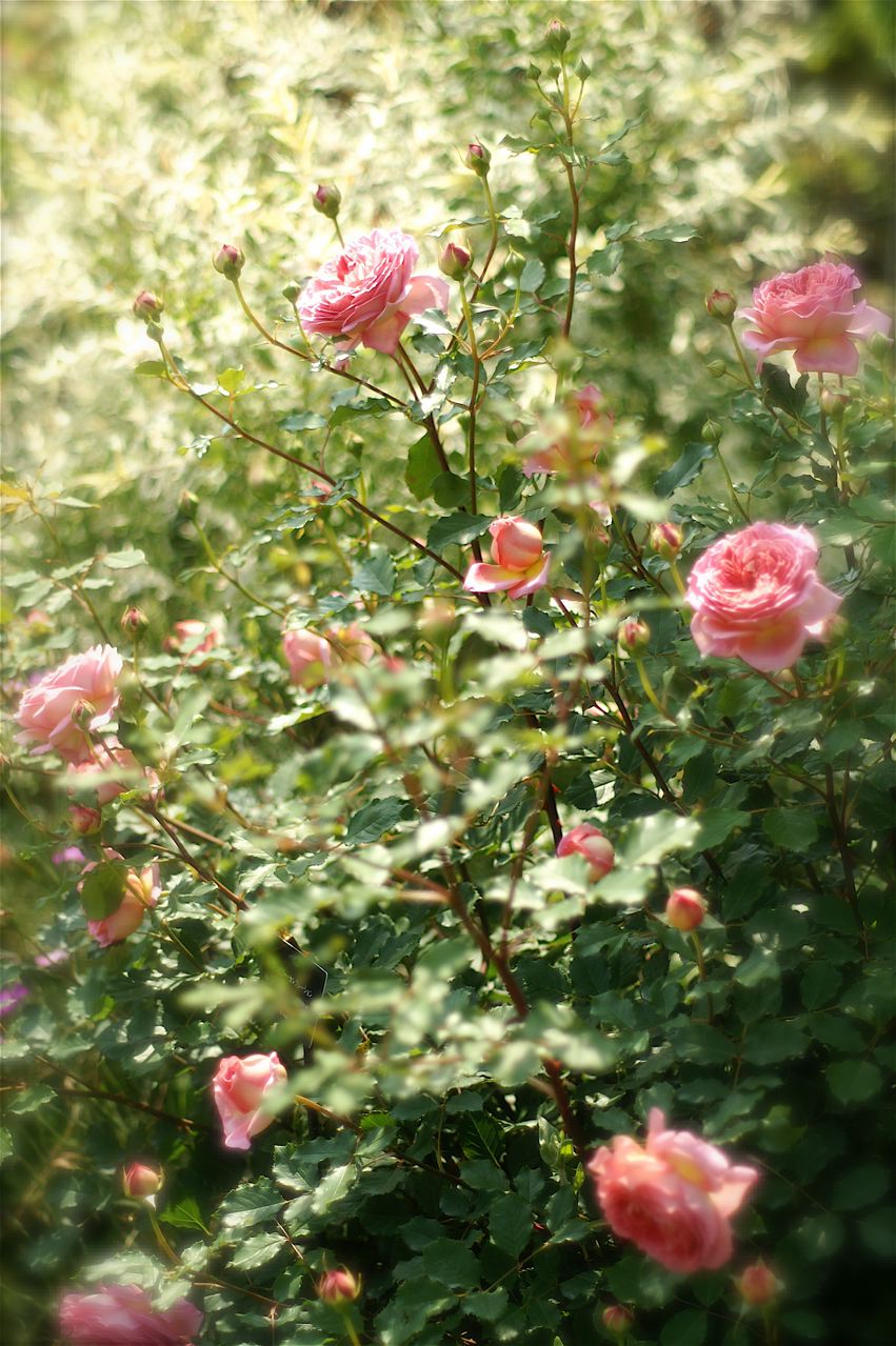 b0168859_1619792.jpg