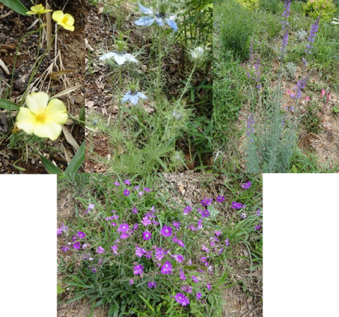 d0152765_11125913.png