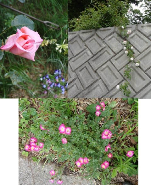 d0152765_1195923.png
