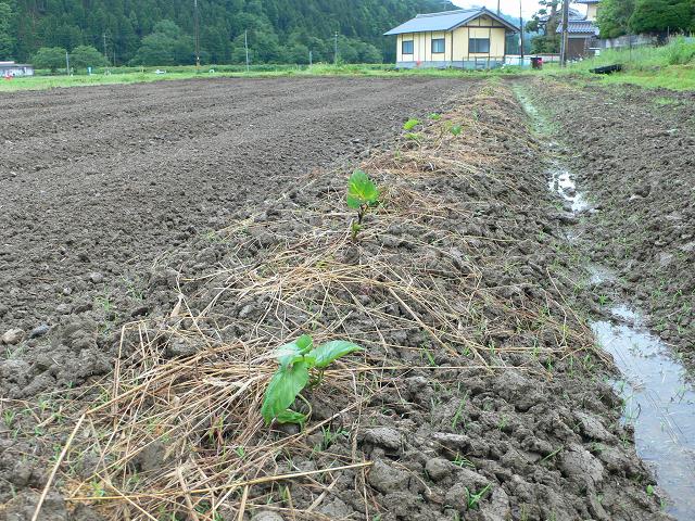 b0042882_2349950.jpg
