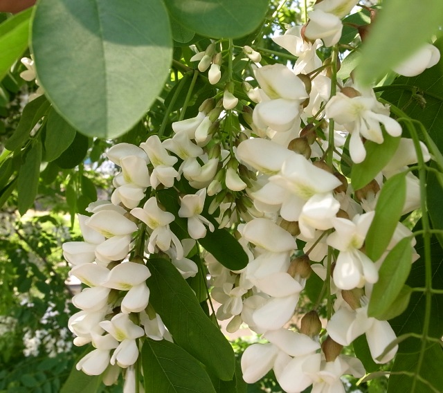c0172882_18425151.jpg