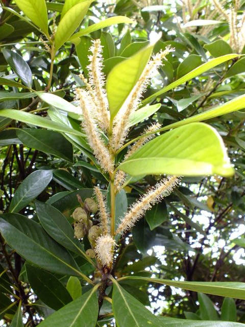 e0145782_157341.jpg